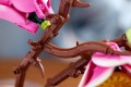 LEGO Botanical Collection 11510 - Gałązki magnolii