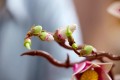 LEGO Botanical Collection 11510 - Gałązki magnolii