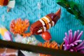 LEGO Icons 10366 - Tropikalne akwarium